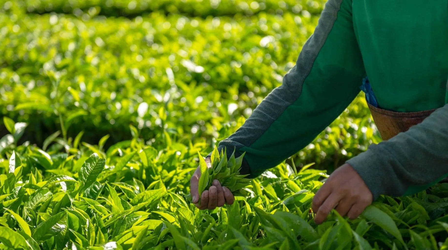 Çay Dolum Paketleme Makinası: Aromasını Koruyan Üretim Hattı Nasıl Kurulur?<