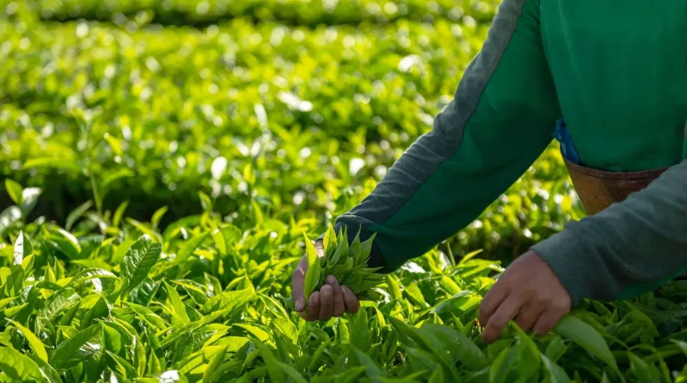 Çay Dolum Paketleme Makinası: Aromasını Koruyan Üretim Hattı Nasıl Kurulur?
