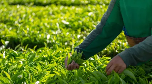 Çay Dolum Paketleme Makinası: Aromasını Koruyan Üretim Hattı Nasıl Kurulur?